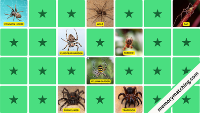 Spiders Memory Game - match the cards