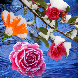 Frozen Flowers Memory Game