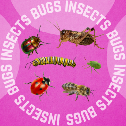 Insects and Bugs Memory Game