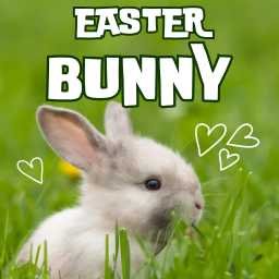 Easter Bunny Memory Game