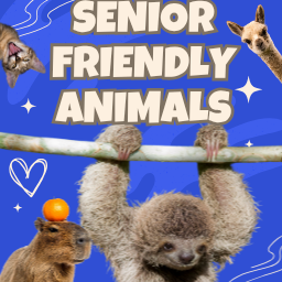 Senior-Friendly Animals Memory Game