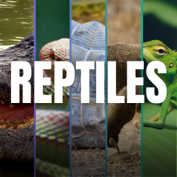 Reptiles Memory Game