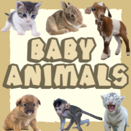 Baby Animals Memory Game