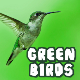 Green Birds Memory Game