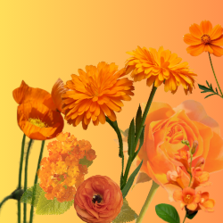 Orange Flowers Memory Game